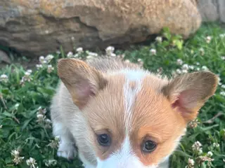 Welsh Corgi Pembroke dogs for sale: Welsh Corgi Pembroke Puppy 4 - Ad 1