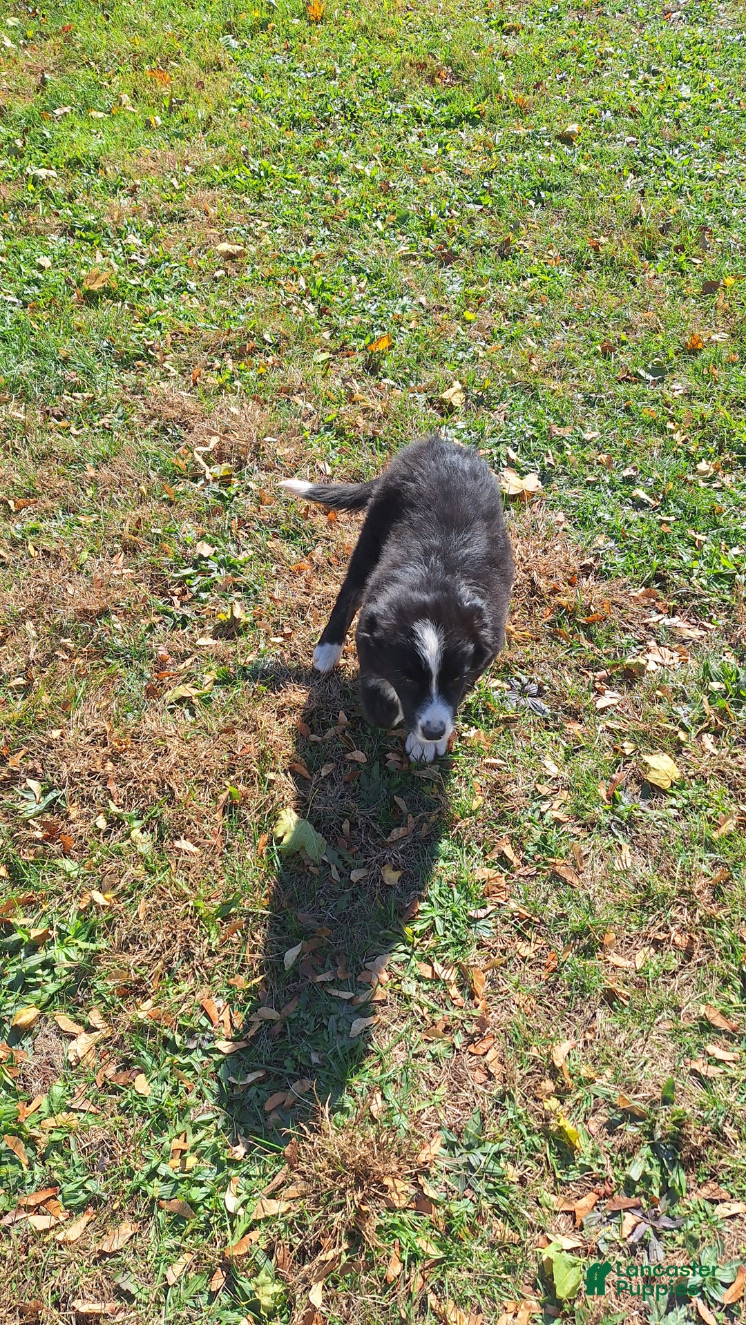 Australian Shepherd dogs for sale: Australian Shepherd Puppy 2 - Ad 3