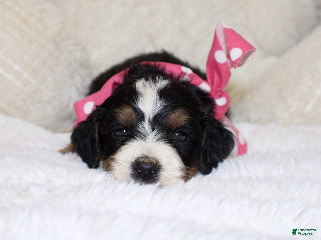 Mini Bernedoodle dogs Brair - Ad 2