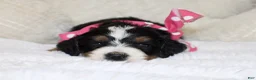 Mini Bernedoodle dogs for sale: Brair - Ad 2
