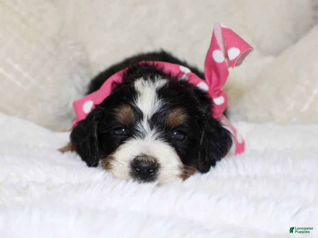 Mini Bernedoodle dogs for sale: Brair - Ad 2