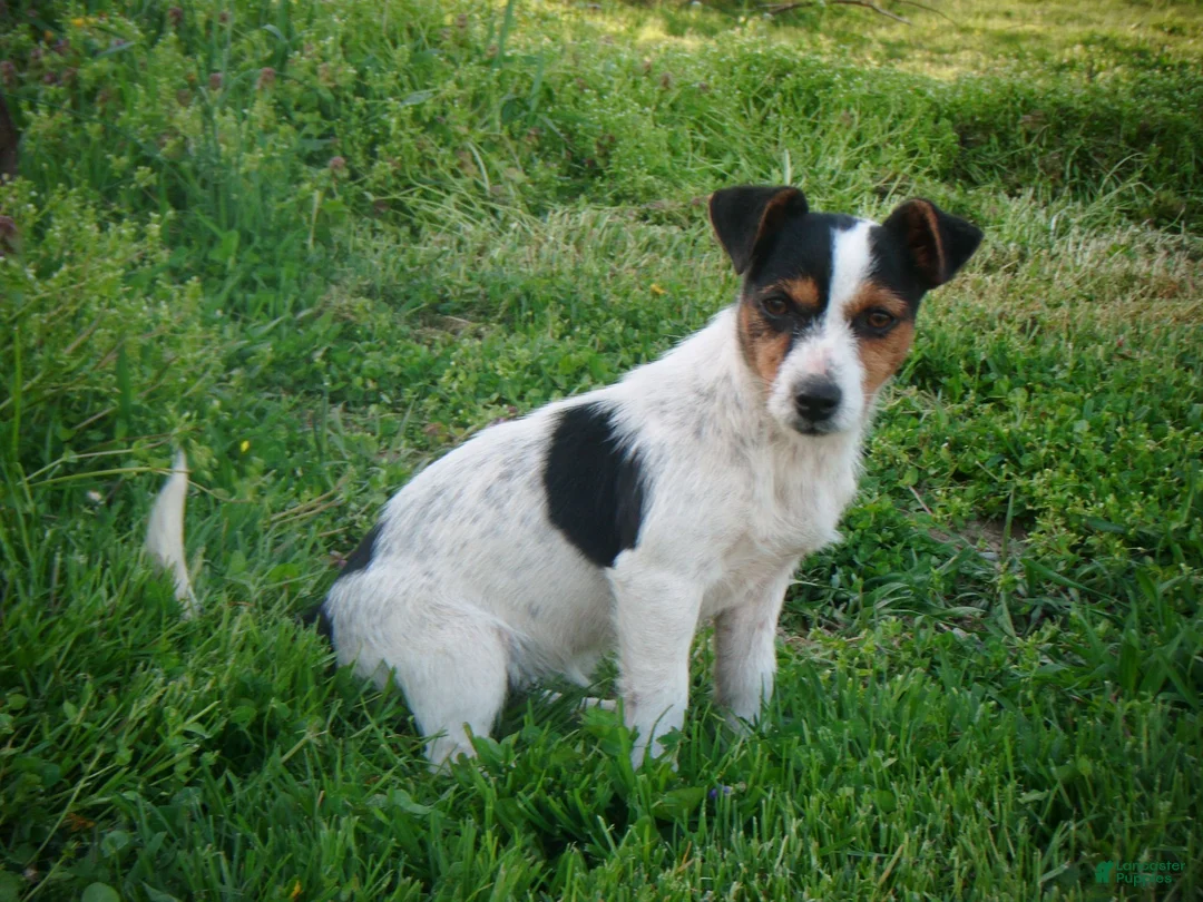 Jack Russell Terrier dogs for sale: Cammie - Ad 6