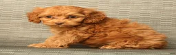 Cockapoo dogs for sale: Macy - Ad 2