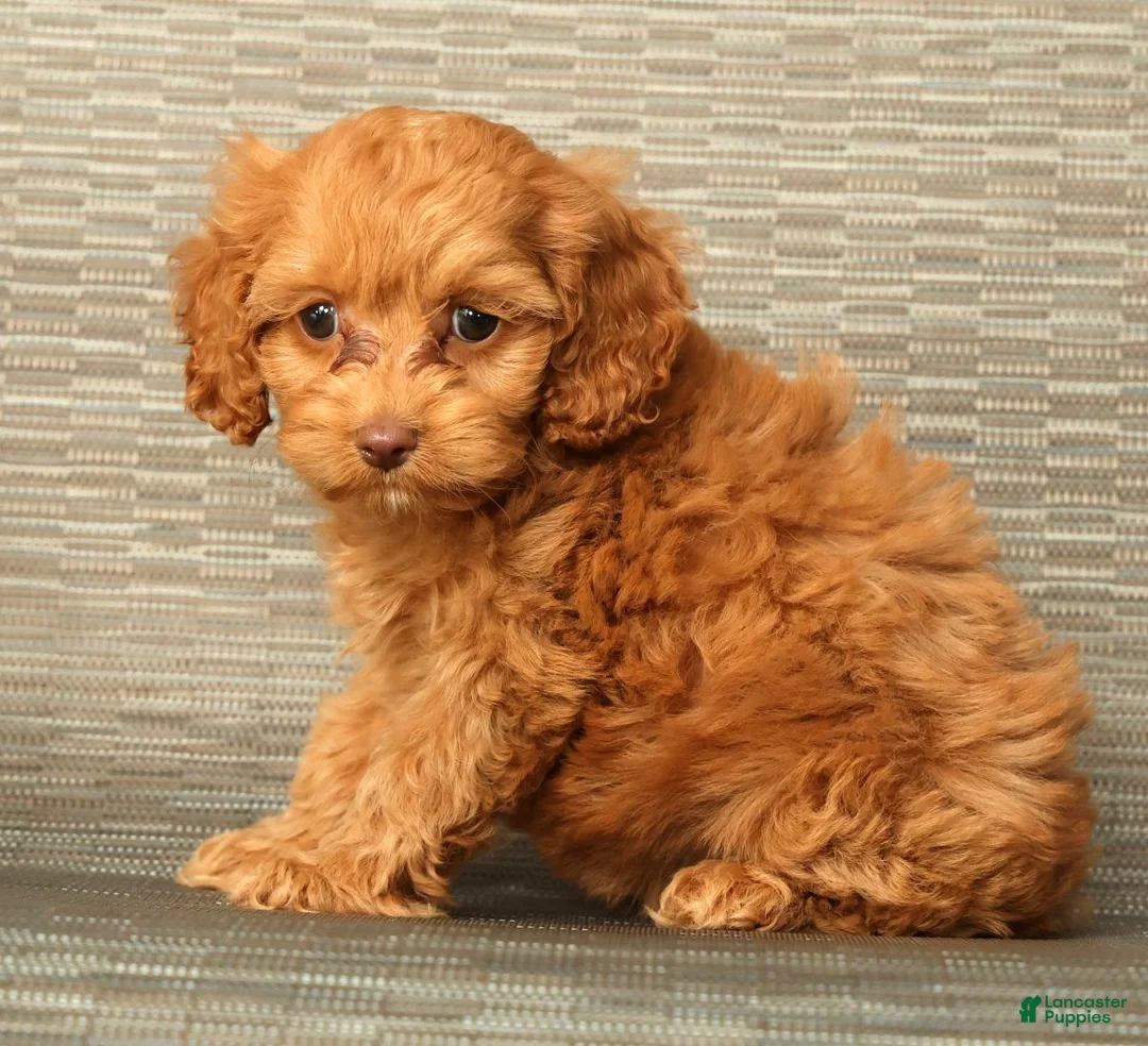 Cockapoo dogs for sale: Macy - Ad 2
