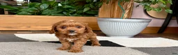 Cavapoo dogs for sale: Cavapoo 1 - Ad 6