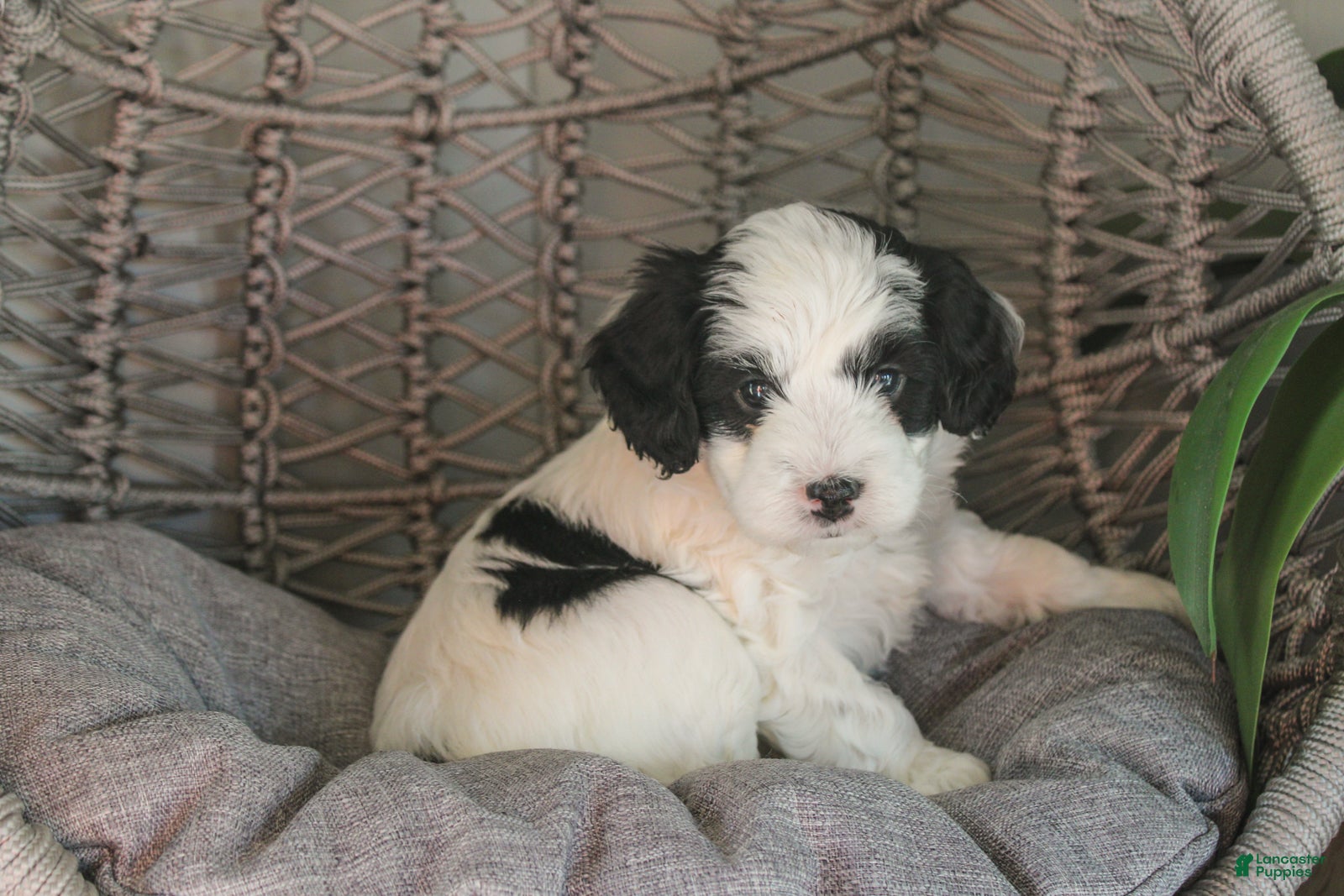 Mixed Breed dogs Raven - Ad 1