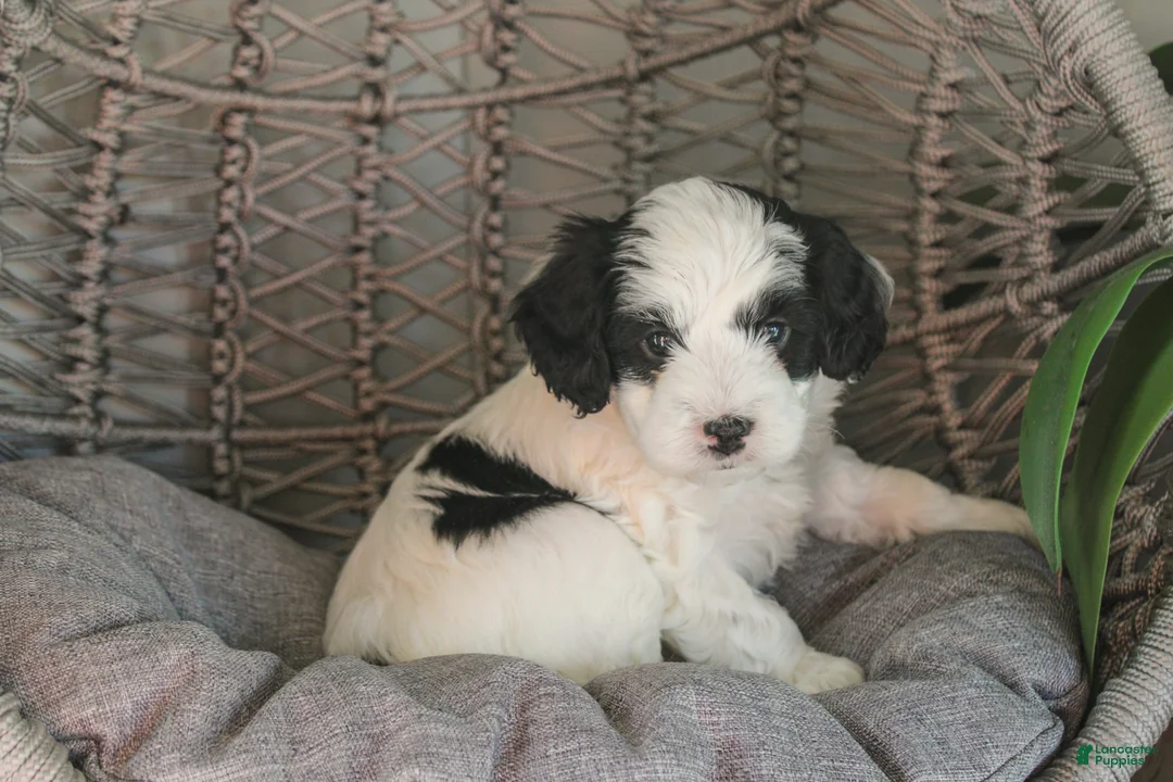 Mixed Breed dogs for sale: Raven - Ad 1