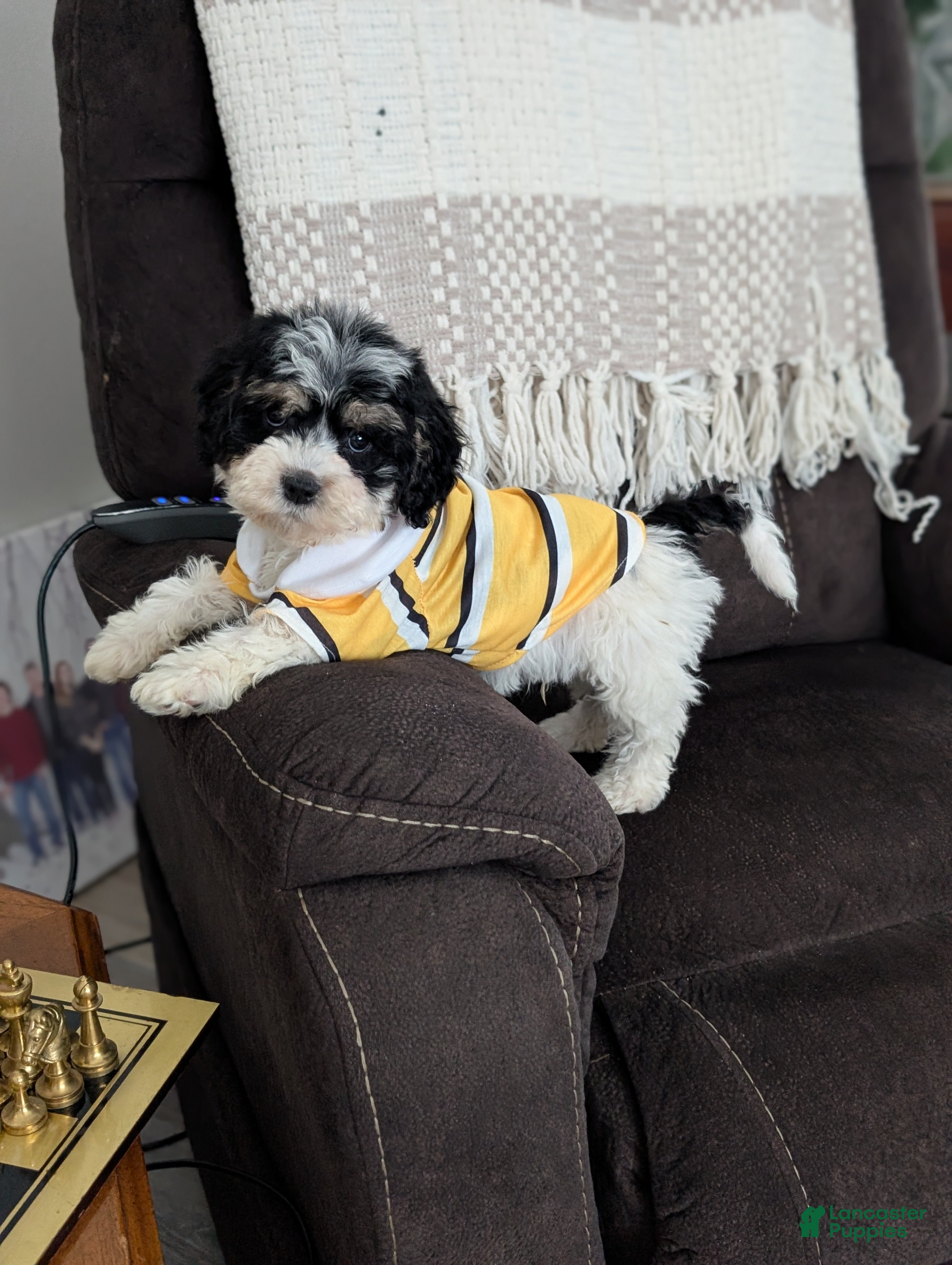 Cockapoo dogs Tiny Asher - Ad 1