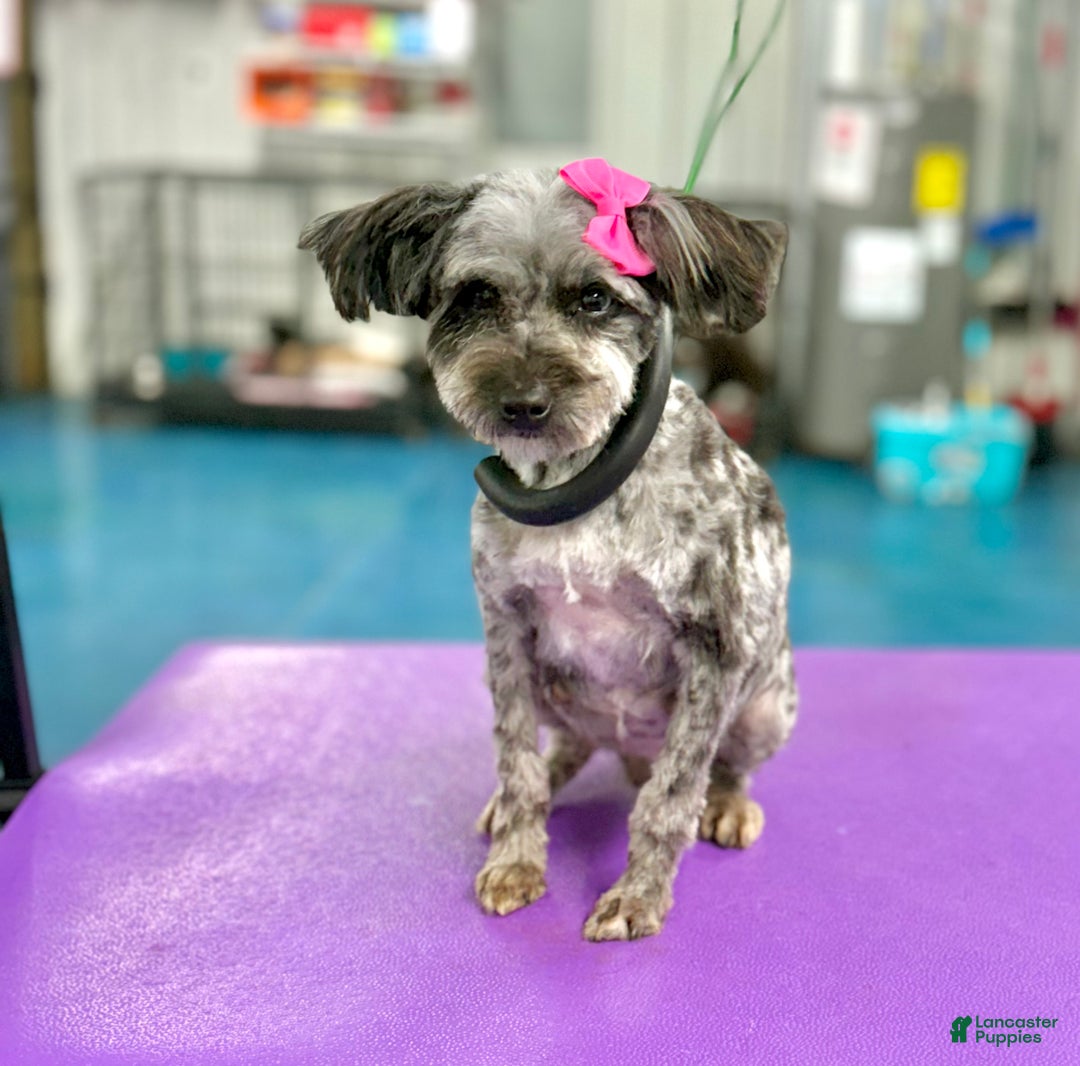 Mini Aussiedoodle dogs for sale: Bambi  - Ad 5