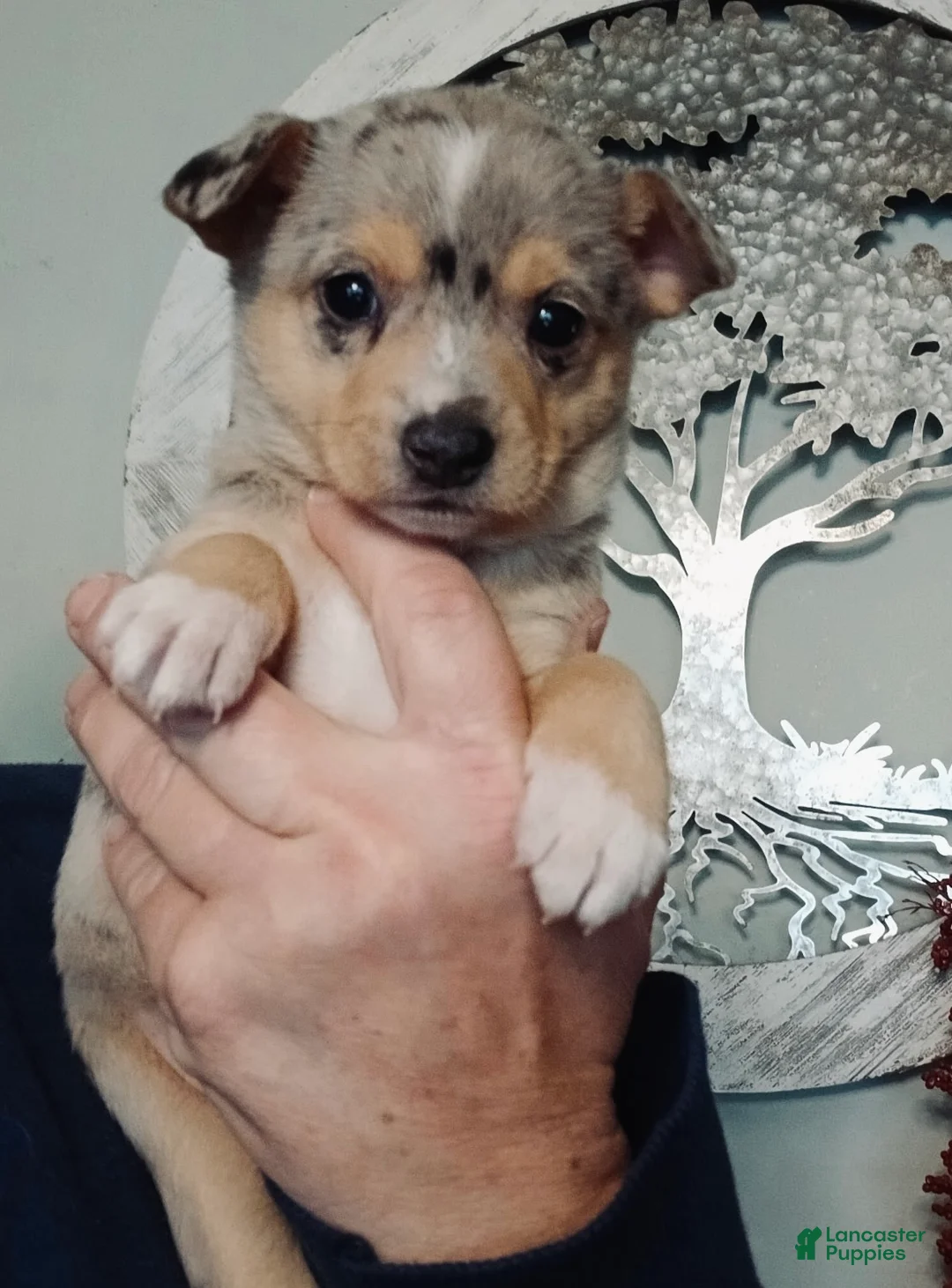 Mixed Breed dogs for sale: Skye - Ad 1