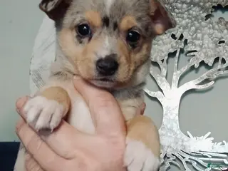 Mixed Breed dogs Skye - Ad 35