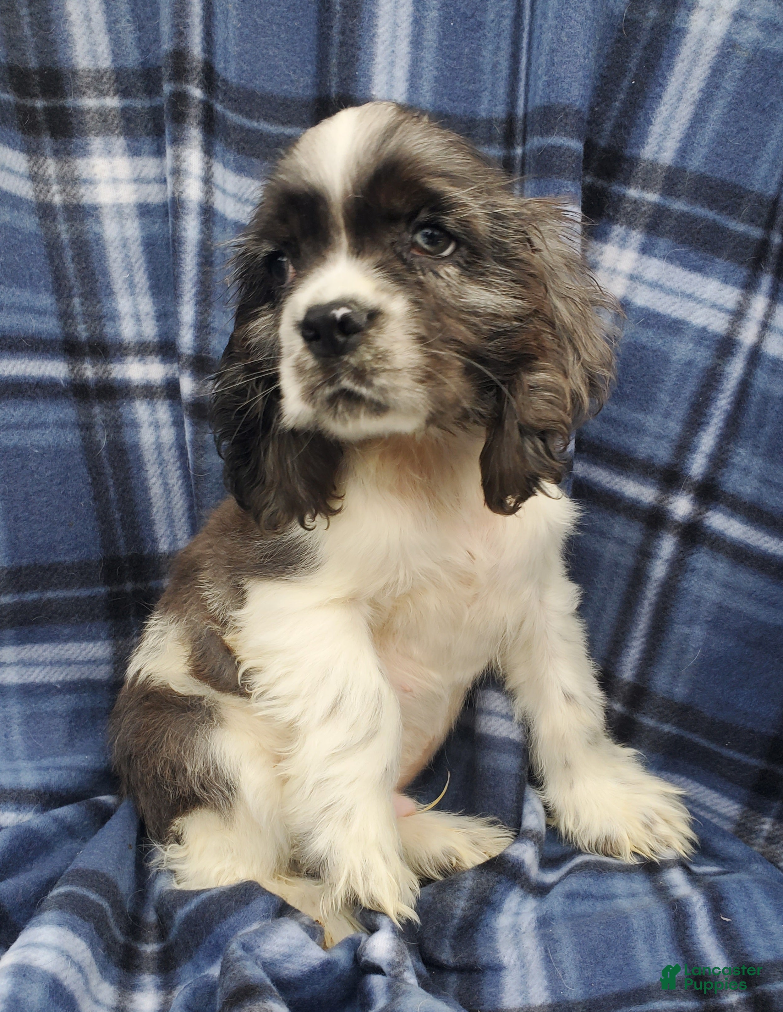 Cocker Spaniel dogs Thor  - Ad 1