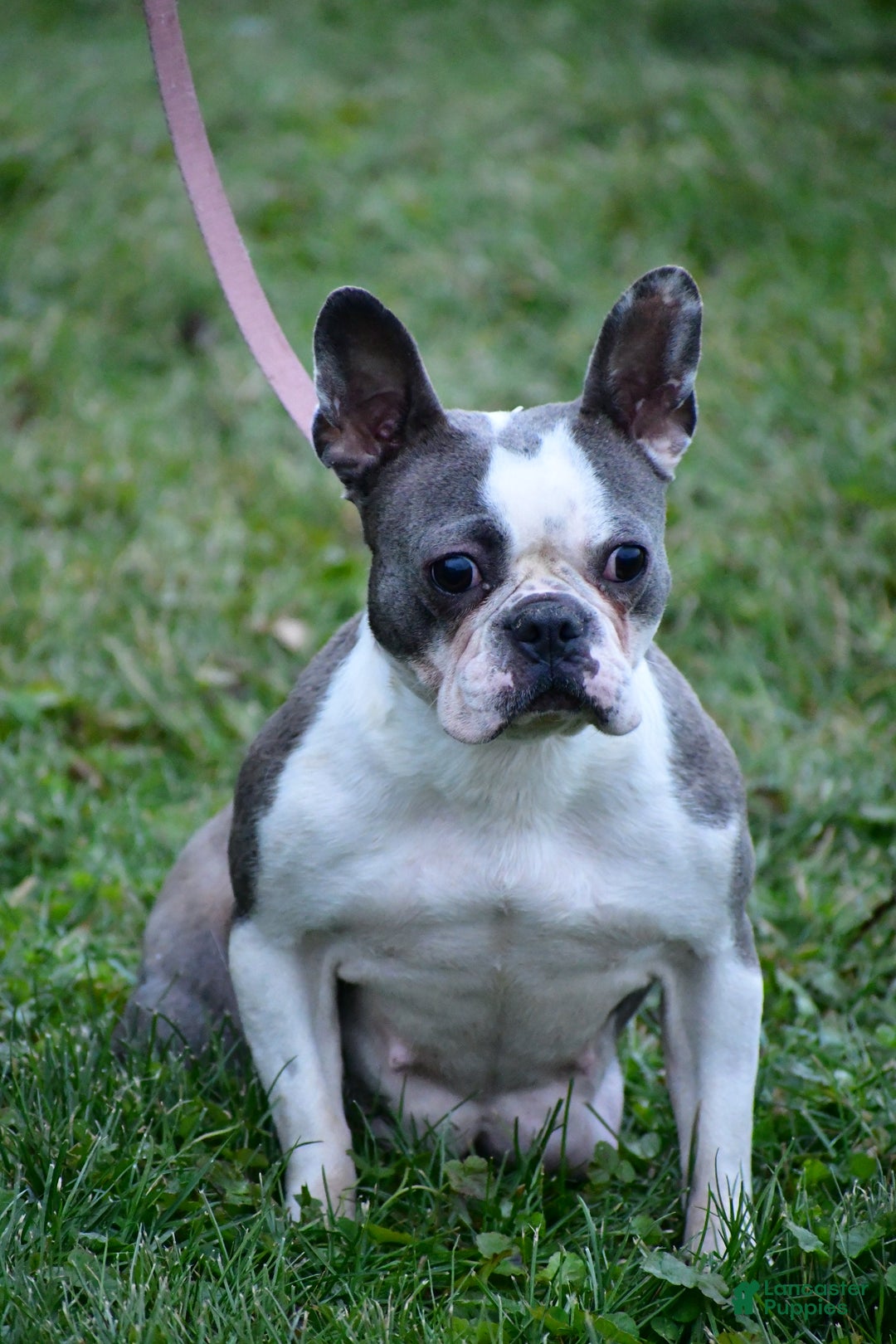 Mixed Breed dogs for sale: Russell - Ad 9