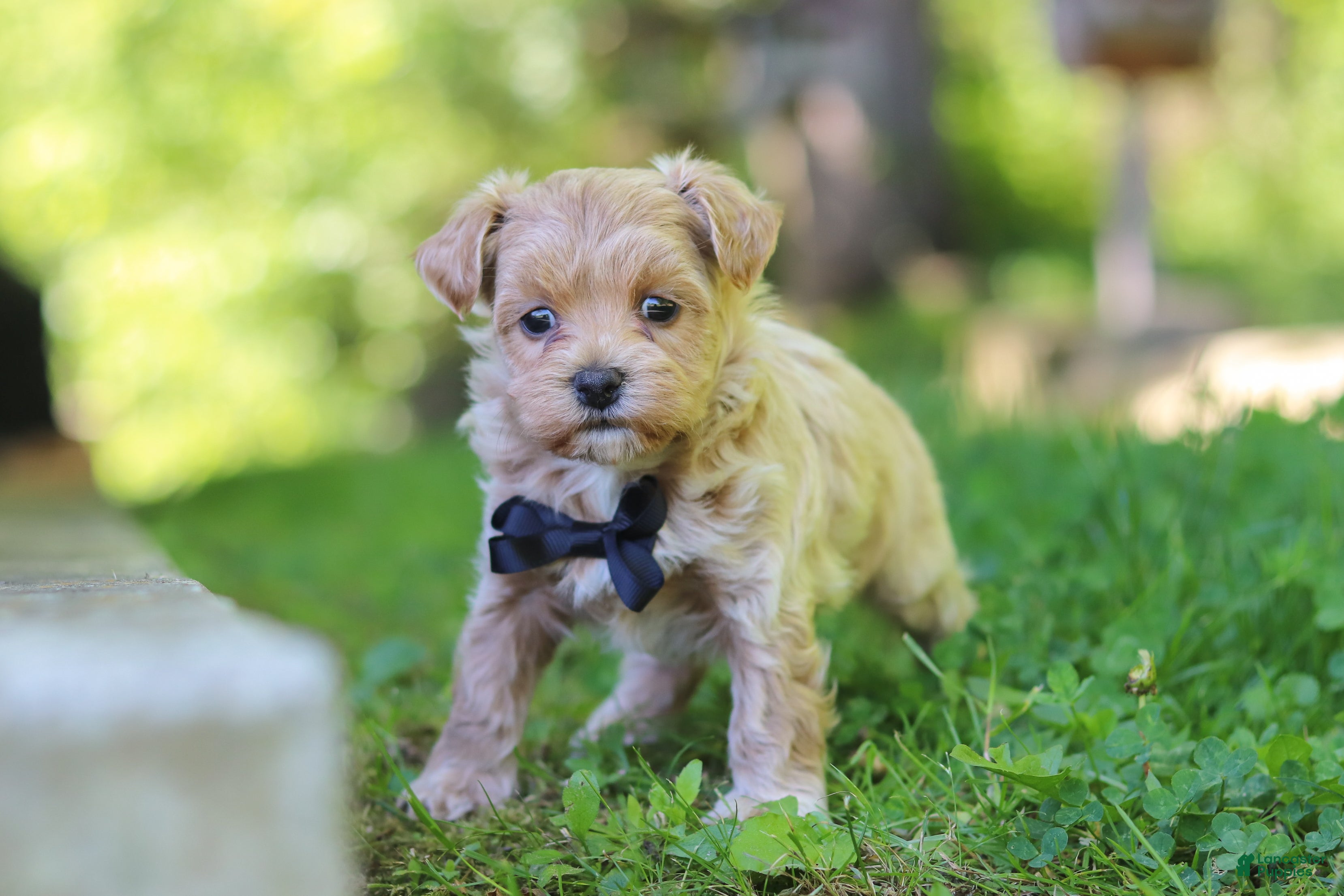 Maltipoo dogs for sale: Rocky - Ad 6
