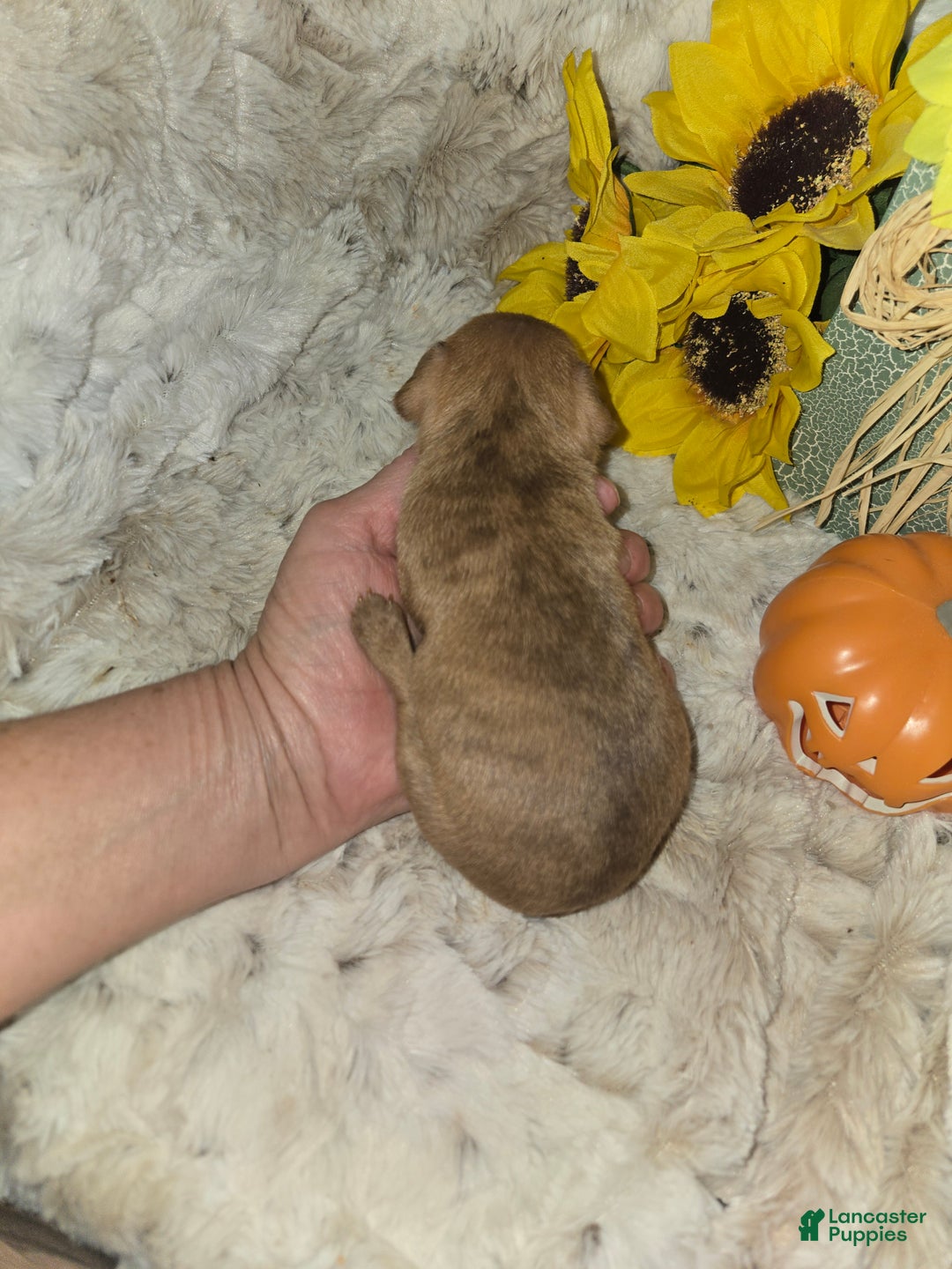Miniature Pinscher dogs for sale: Diane stag chocolate brindle  - Ad 6