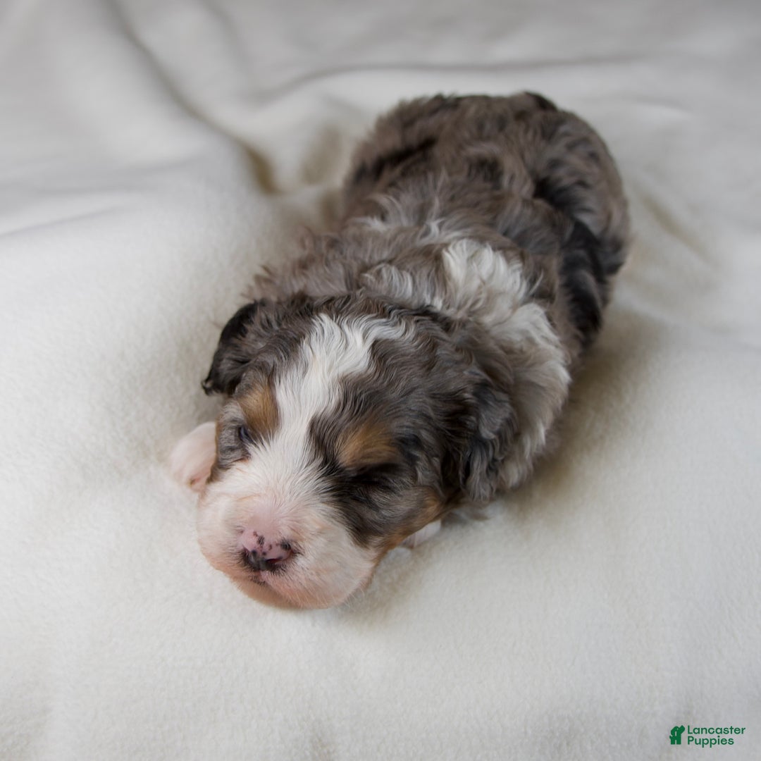 Mini Bernedoodle dogs for sale: Mercy Girl - Ad 5