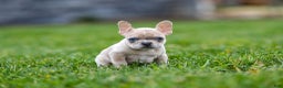 French Bulldog dogs for sale: Fern - Ad 11