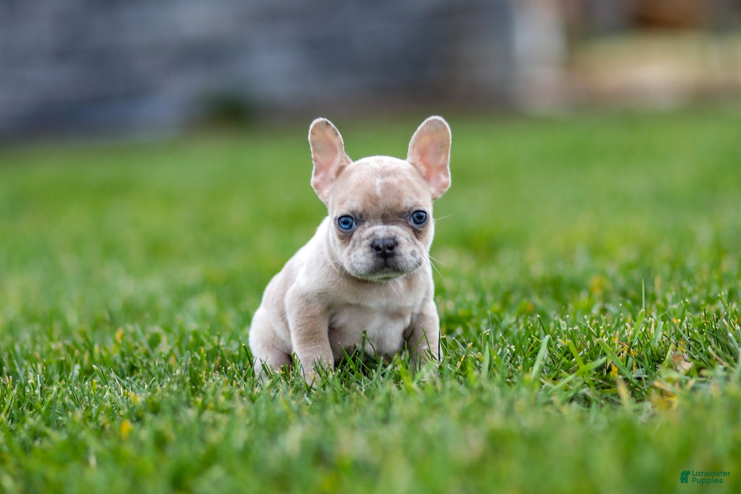French Bulldog dogs for sale: Fern - Ad 11