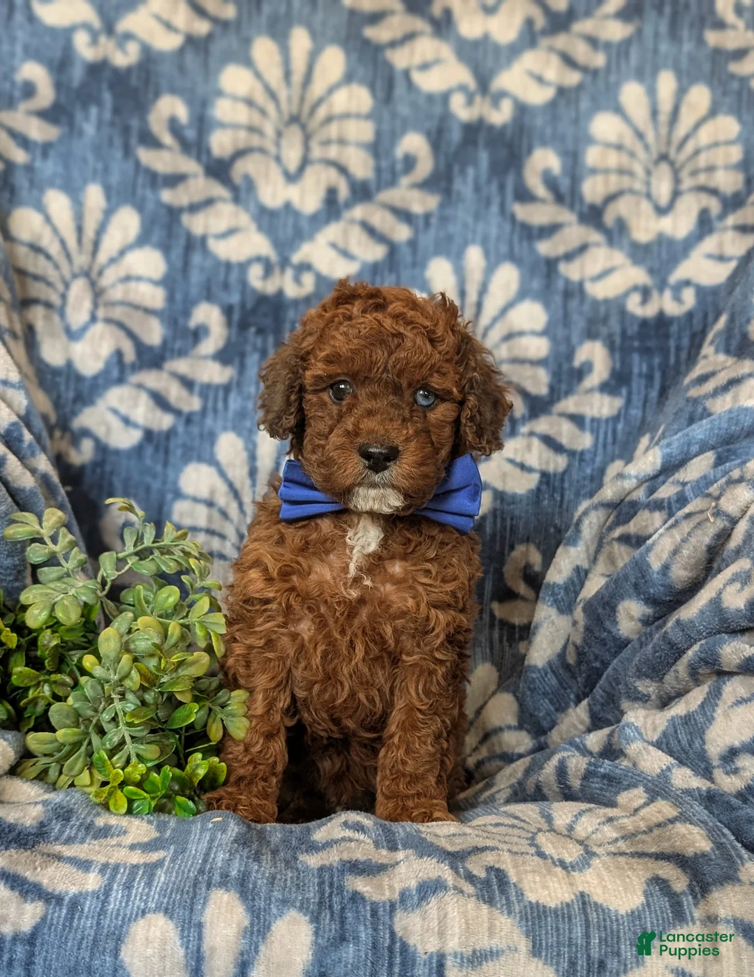 Cockapoo dogs for sale: Franklin Hypoallergenic - Ad 2