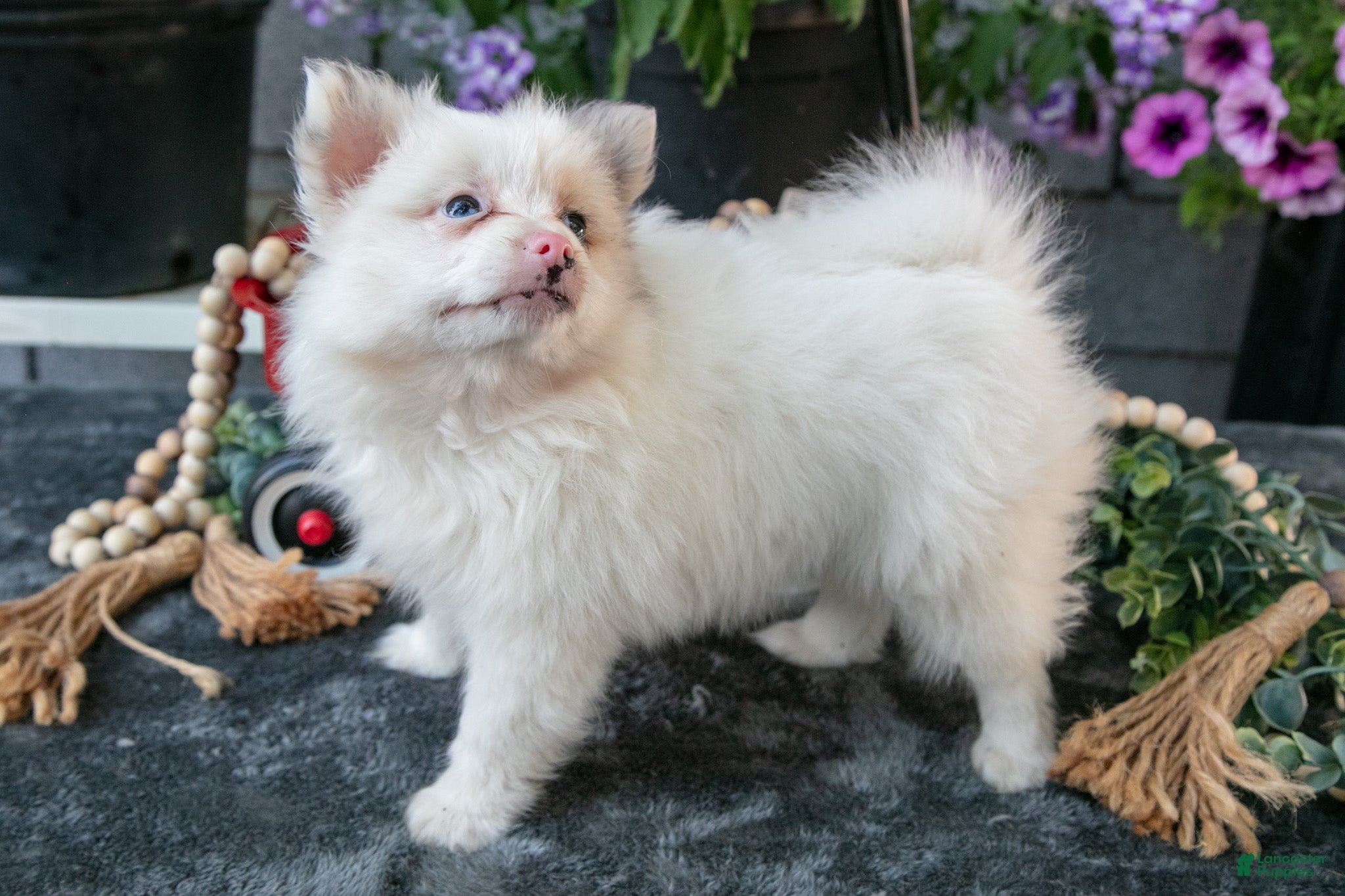 Pomeranian dogs Fluffy - Ad 2