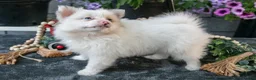 Pomeranian dogs for sale: Fluffy - Ad 2