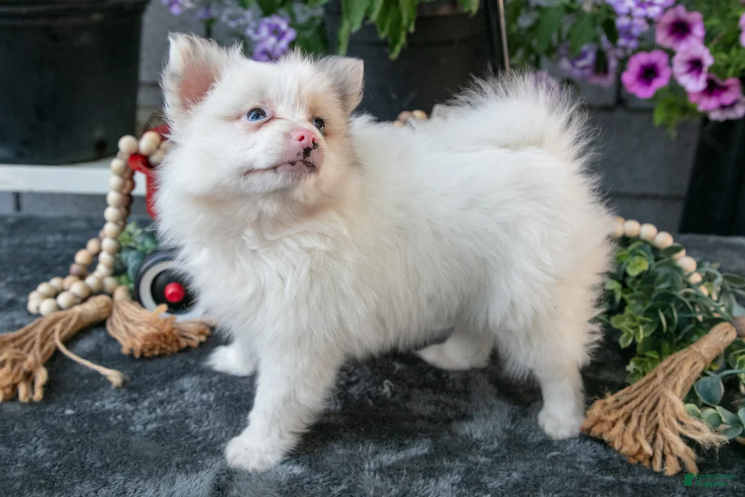 Pomeranian dogs for sale: Fluffy - Ad 2