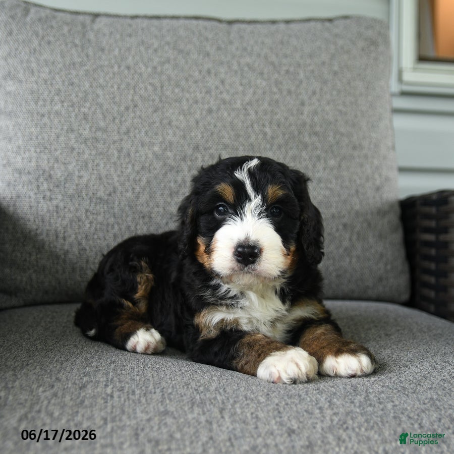 Bernedoodle dogs Stanley - Ad 1
