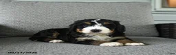 Bernedoodle dogs for sale: Stanley - Ad 1