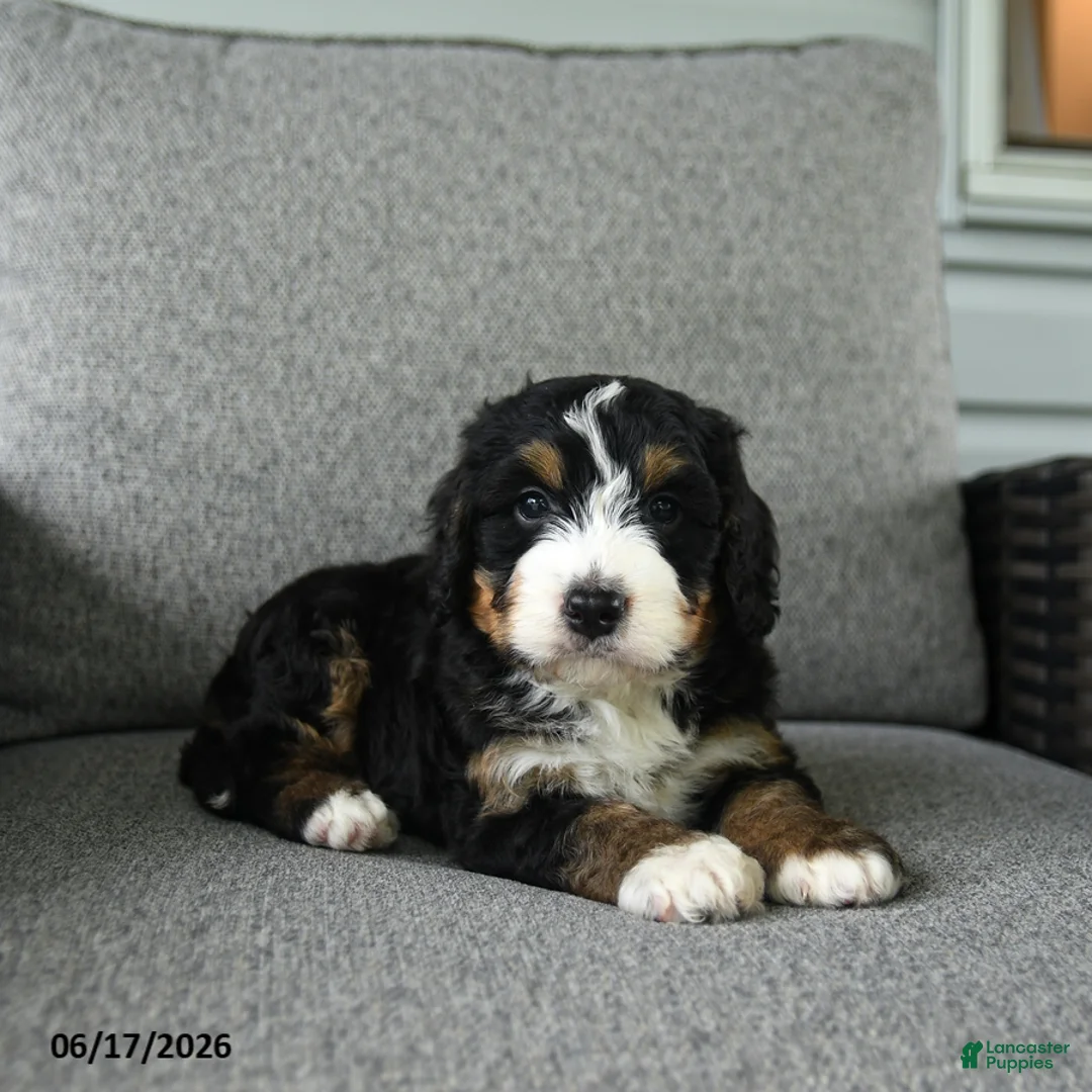 Bernedoodle dogs for sale: Stanley - Ad 1