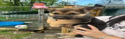 German Shepherd dogs for sale: German Shepherd Puppy 3 - Ad 1