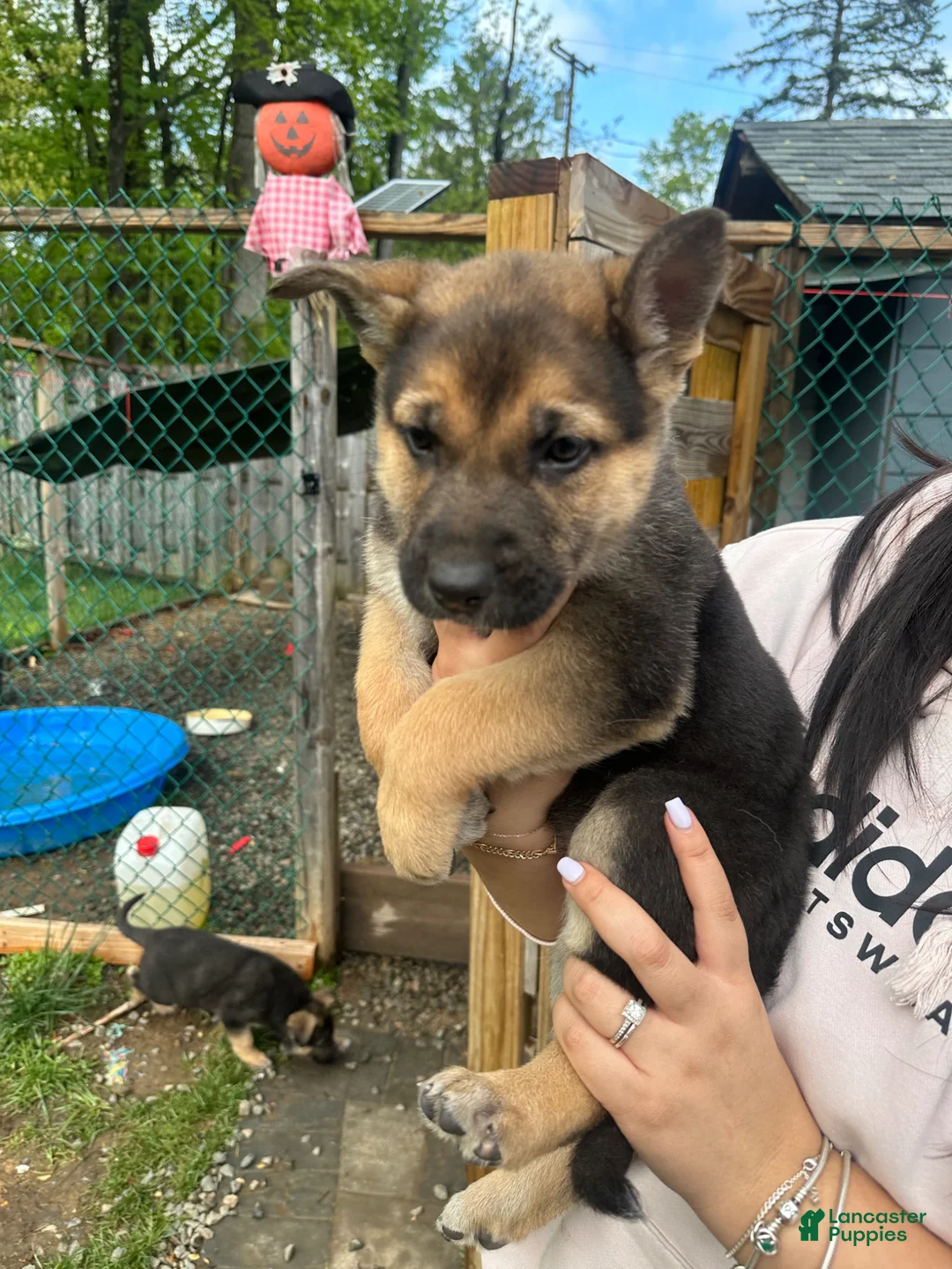 German Shepherd dogs for sale: German Shepherd Puppy 3 - Ad 1
