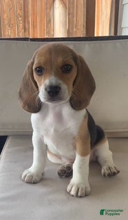 Beagle dogs Female #2 - Ad 2