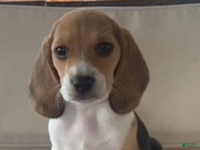 Beagle dogs Female #2 - Ad 2