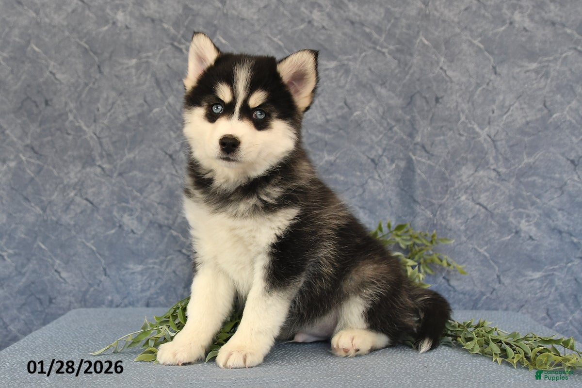 Pomsky dogs Adrian - Ad 2