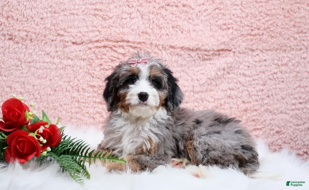 Mini Bernedoodle dogs for sale: Bandit - Ad 4