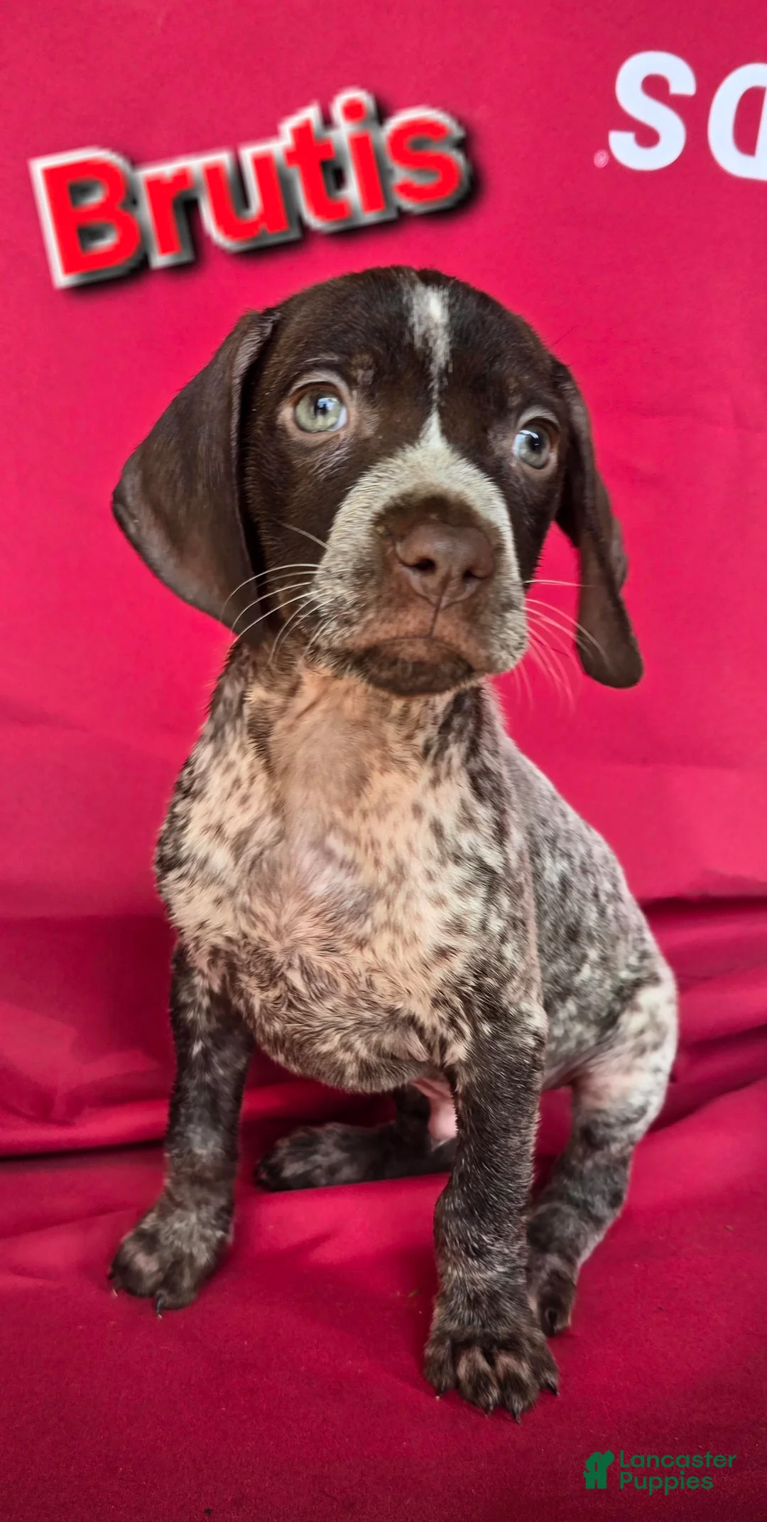 German Shorthaired Pointer dogs for sale: German Shorthaired Pointer Puppy 3 - Ad 1