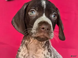 German Shorthaired Pointer dogs German Shorthaired Pointer Puppy 3 - Ad 20