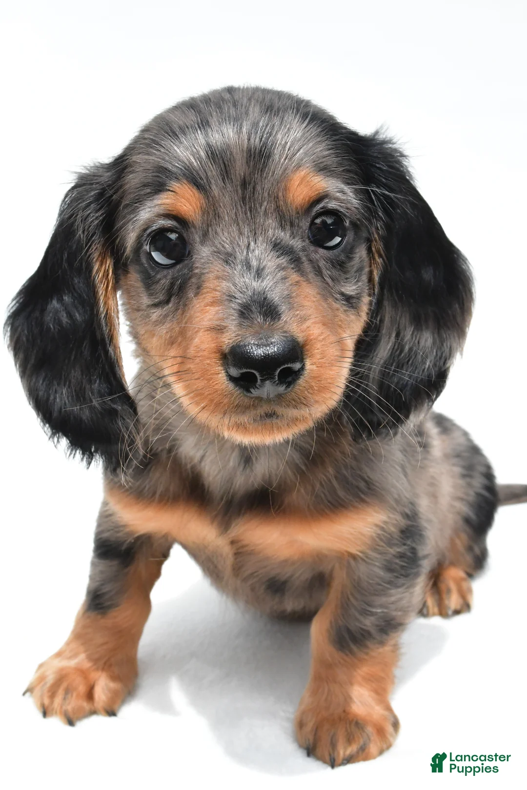 Miniature Dachshund dogs for sale: Kyler - Ad 2