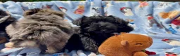Shorkie dogs for sale: Shorkie 3 - Ad 5