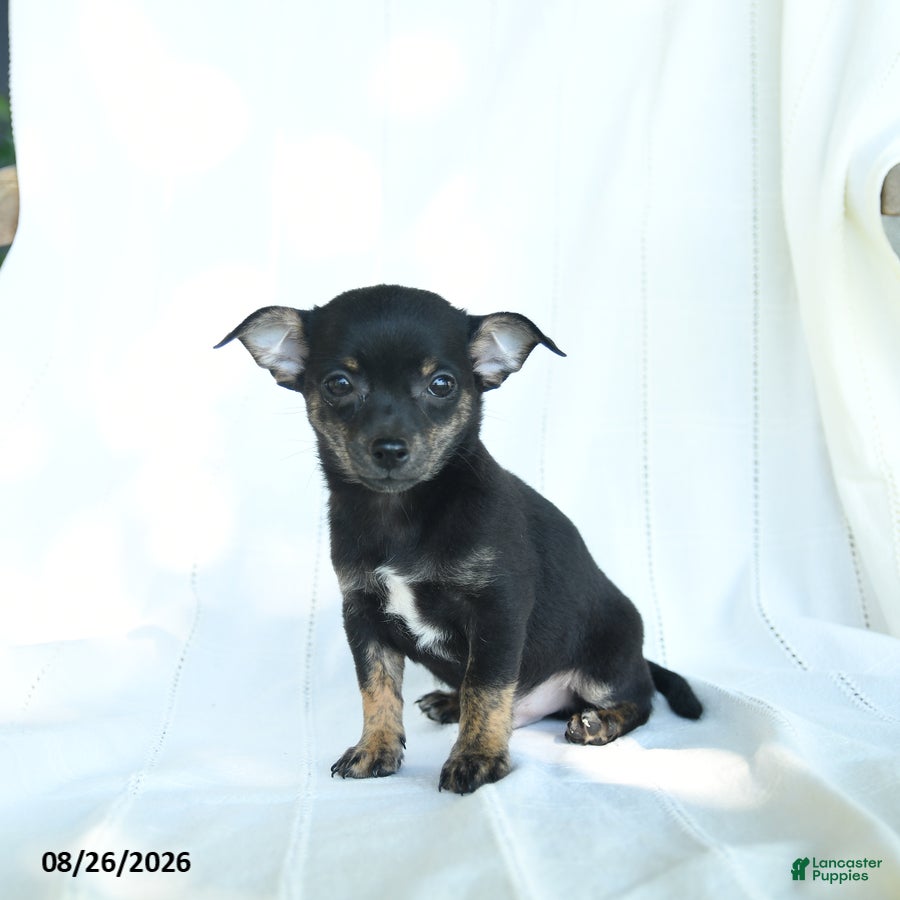 Chihuahua dogs Jace - Ad 2