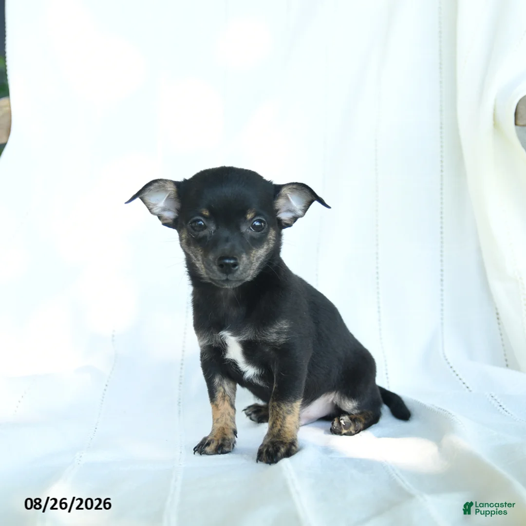 Chihuahua dogs for sale: Jace - Ad 2