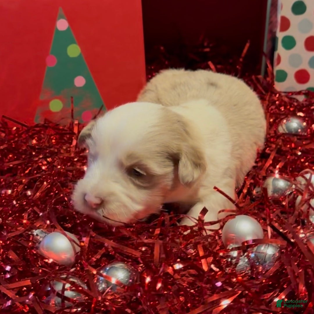 Mini Goldendoodle dogs for sale: El - Ad 2