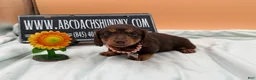 Miniature Dachshund dogs for sale: Champion Russian line - Ad 4