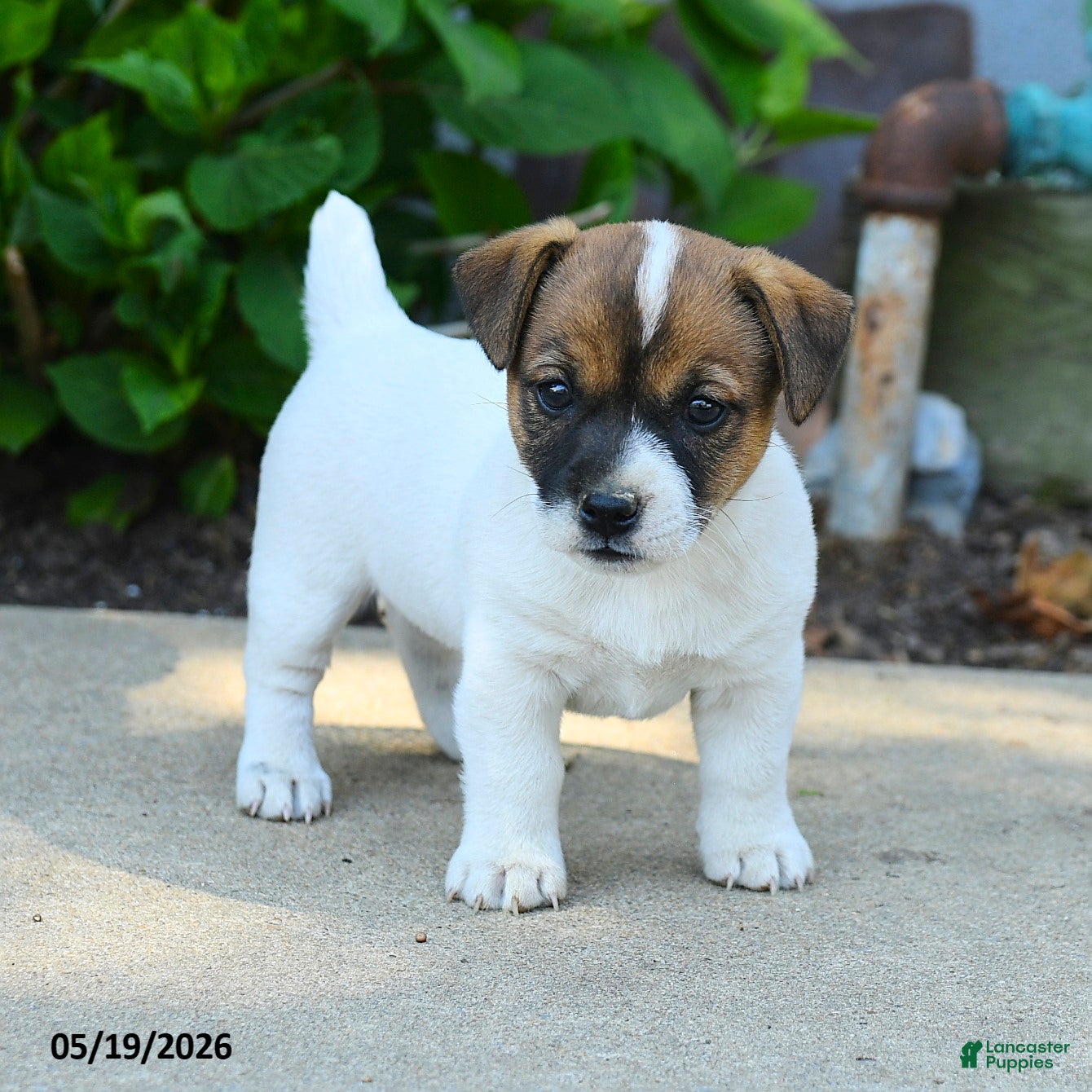 Jack Russell Terrier dogs Rupert - Ad 2