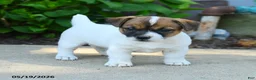 Jack Russell Terrier dogs for sale: Rupert - Ad 2
