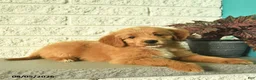 Mini Goldendoodle dogs for sale: Nicki  - Ad 5