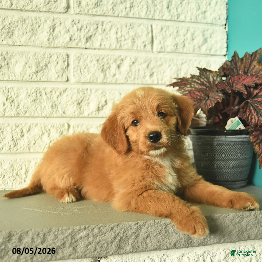 Mini Goldendoodle dogs for sale: Nicki  - Ad 5