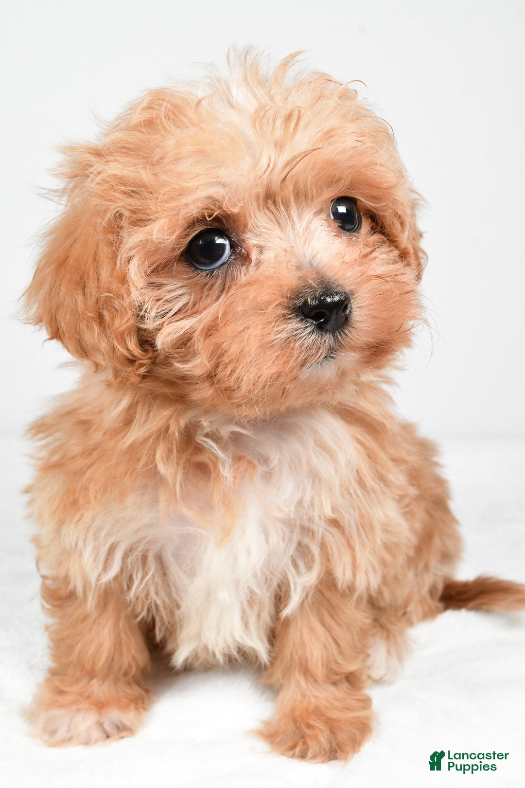 Maltipoo dogs for sale: Brittany - Ad 3