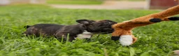 Frenchton dogs for sale: BETZY - Ad 4