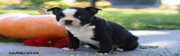 Boston Terrier dogs for sale: Tonya - Ad 2